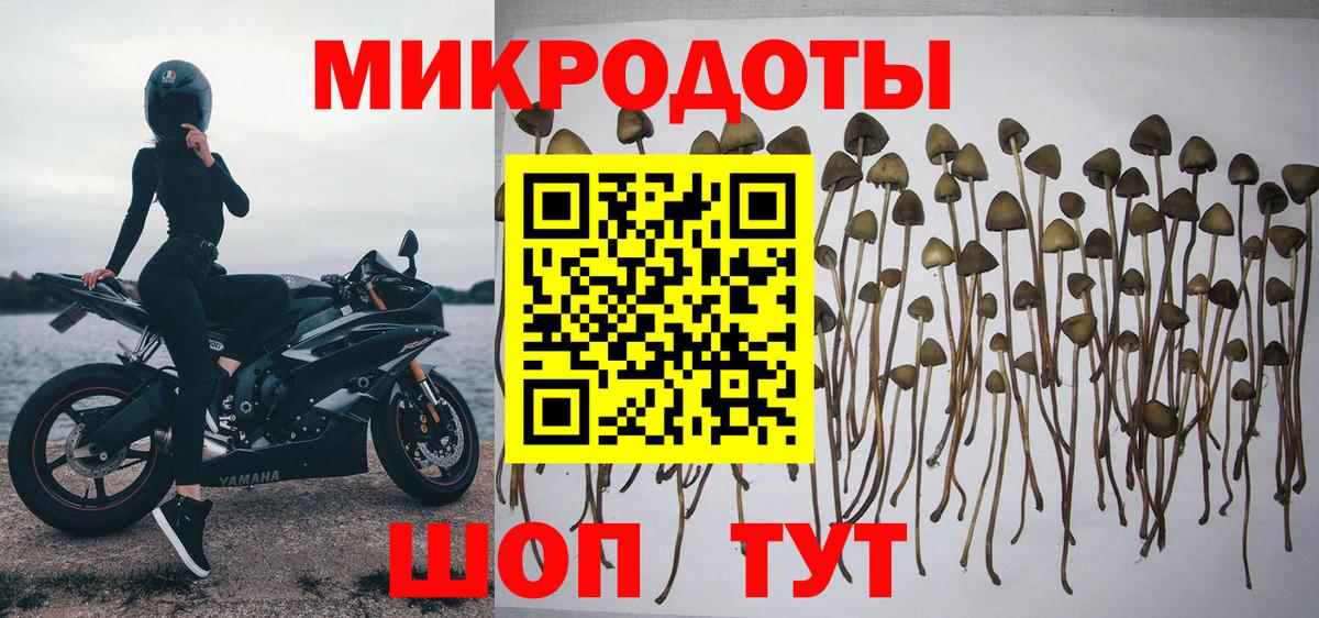 Галлюциногенные грибы Psilocybine cubensis Кизилюрт